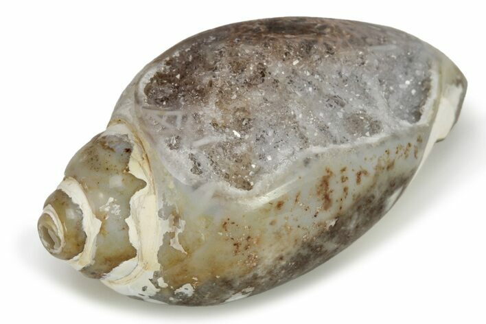 Chalcedony Replaced Gastropod With Sparkly Quartz - India #227391